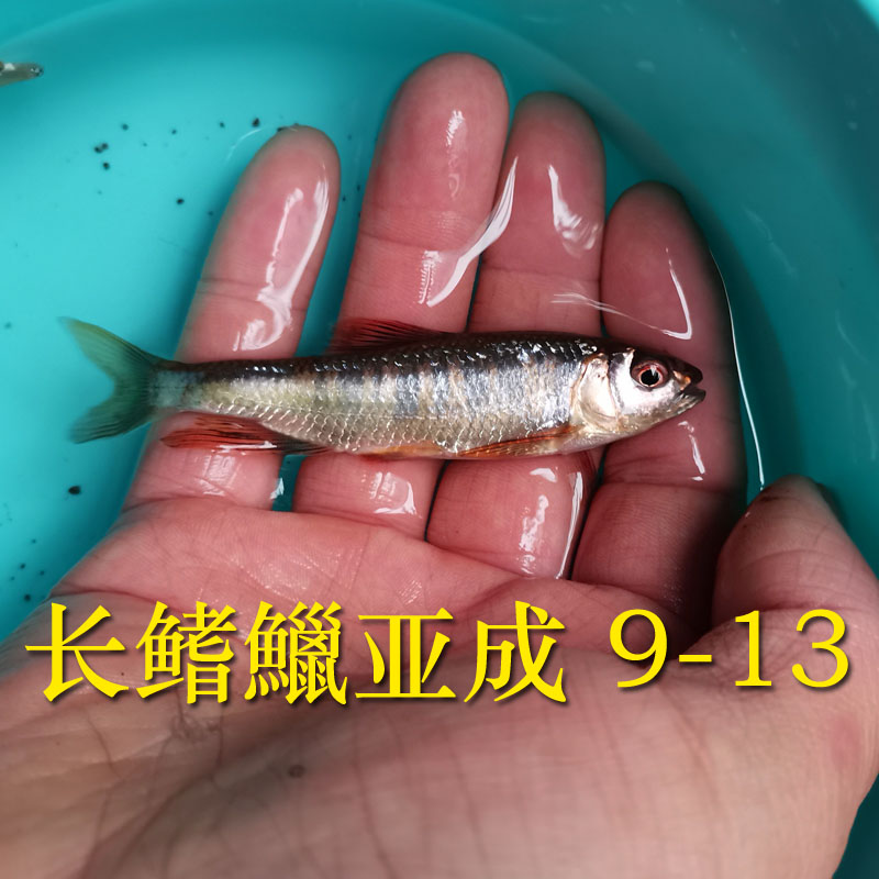 寬鰭鱲馬口魚苗長鰭鱲 類寬頻溪哥桃花魚原生冷水魚群遊活體 北寬鰭鼠