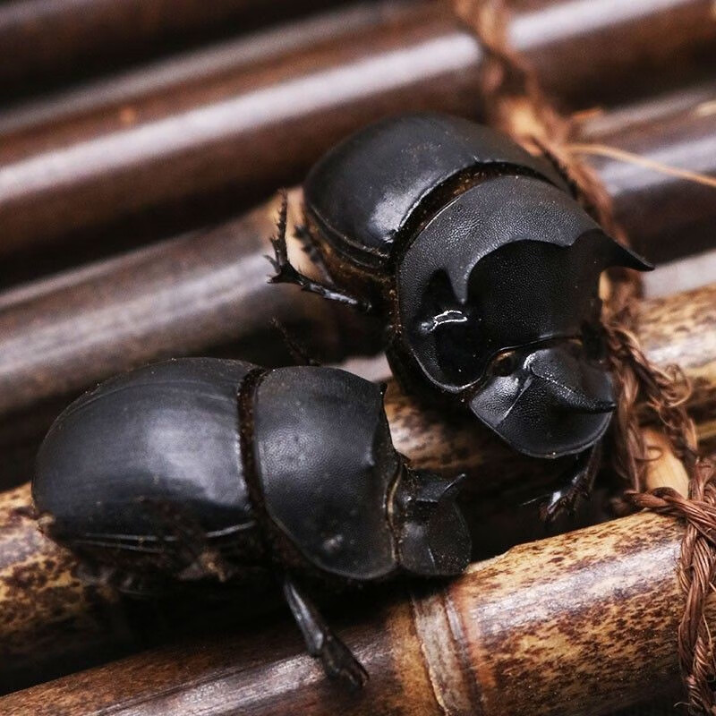 中药材 大将军 屎壳郎 蜣螂虫 推粪虫 清水干货 蜣螂 屁巴虫 大将军