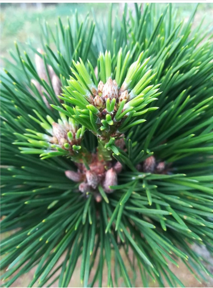 短针黑松盆景矮霸底盘嫁接造型松树小千寿苗三河黑松嫁接千寿丸12个芽