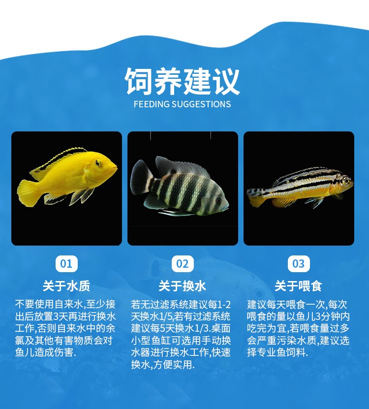 三湖慈鲷鱼活体中小型耐养易活热带观赏鱼淡水鱼非洲王子雪中红 血艳