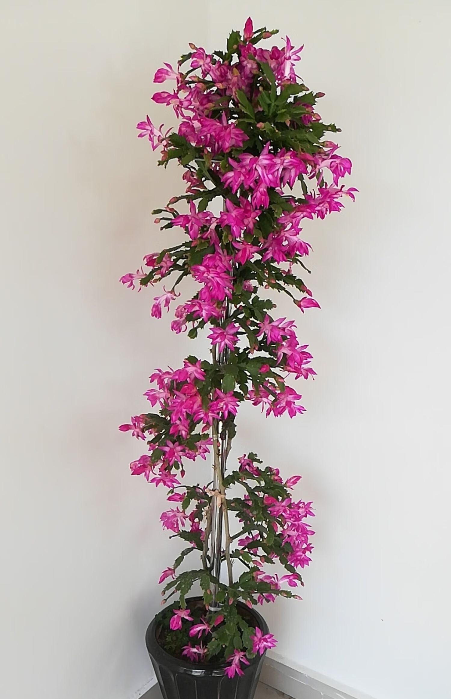 叶仙木麒麟叶仙嫁接蟹爪兰仙人指假昙花仙人球砧木盆栽 120厘米叶仙3