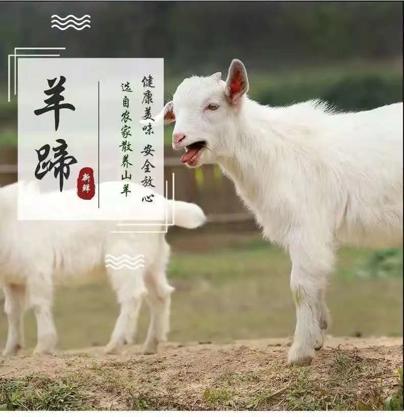 现杀新鲜山羊蹄14斤新鲜带筋羊蹄清真羊蹄子羊肉羊脚批发四斤装白羊蹄