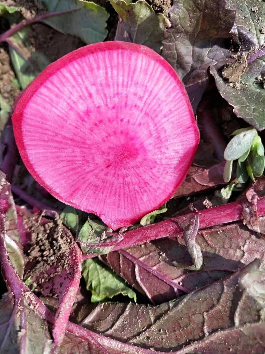 紫美人凤梨水果萝卜5斤装 多汁脆甜红心萝卜 新鲜时令水果蔬菜 应季现