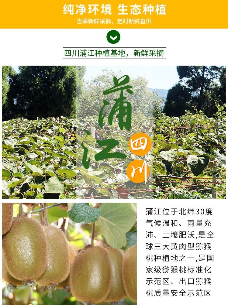 105860-广供天下 四川蒲江黄心猕猴桃金果猕猴桃 单果50-70g30枚-详情图
