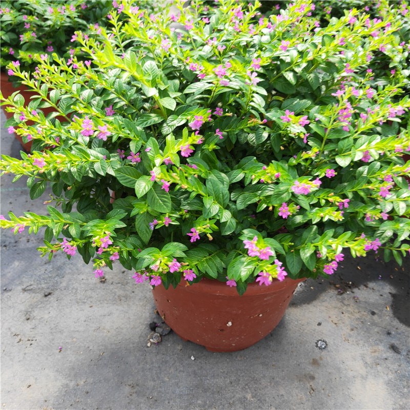 紫罗兰 满天星两盆优惠 不含盆【图片 价格 品牌 报价】-京东