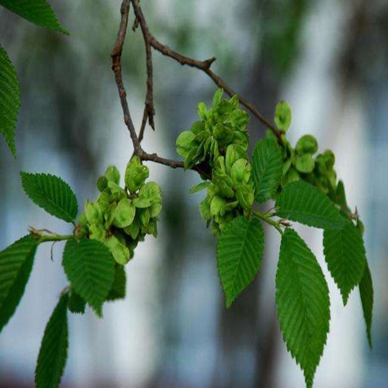 榆树苗榆树小苗白榆家榆榆钱树树榆树树苗5厘米粗苗