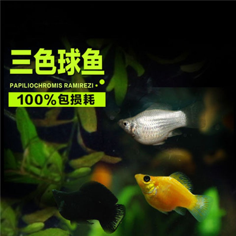 豆樂奇 胎生魚 瑪麗球魚 熱帶魚 觀賞魚 淡水魚 活體魚 寵物魚 瑪麗魚