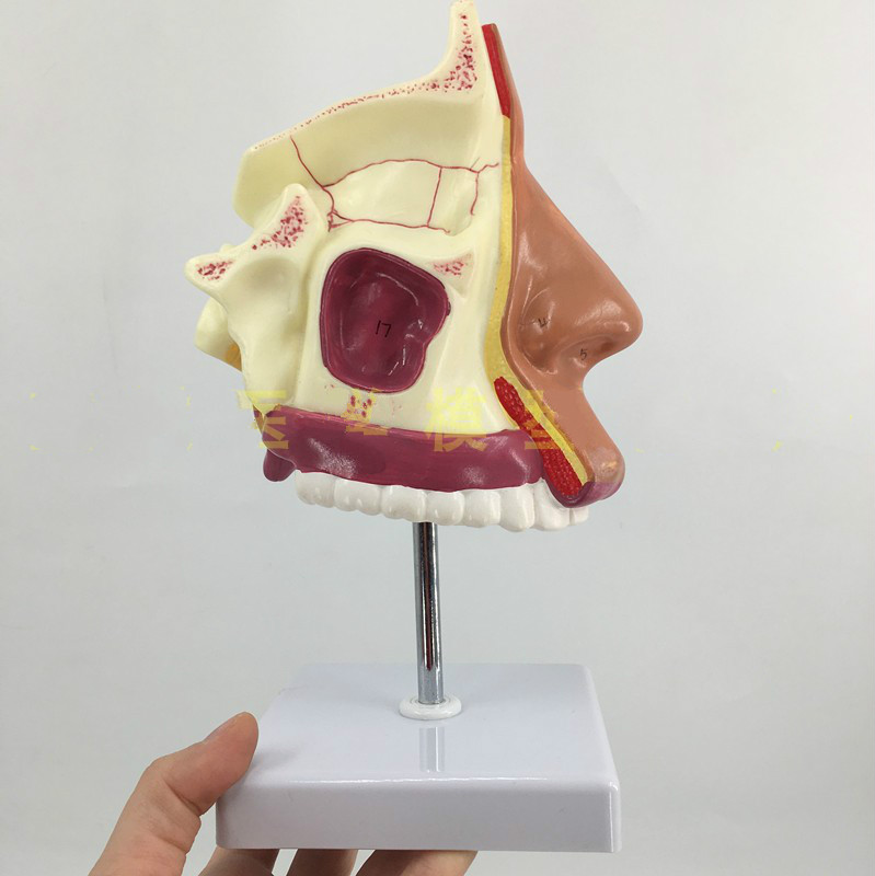 人体鼻腔解剖模型鼻部咽喉教学鼻子模型耳鼻喉科模型a款鼻腔有支架送