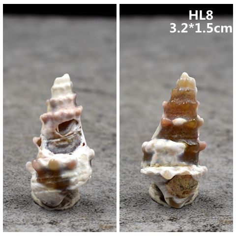 蜗牛化石腹足化石玉米螺古生物化石科普教学标本吊坠 hl25【图片 价格