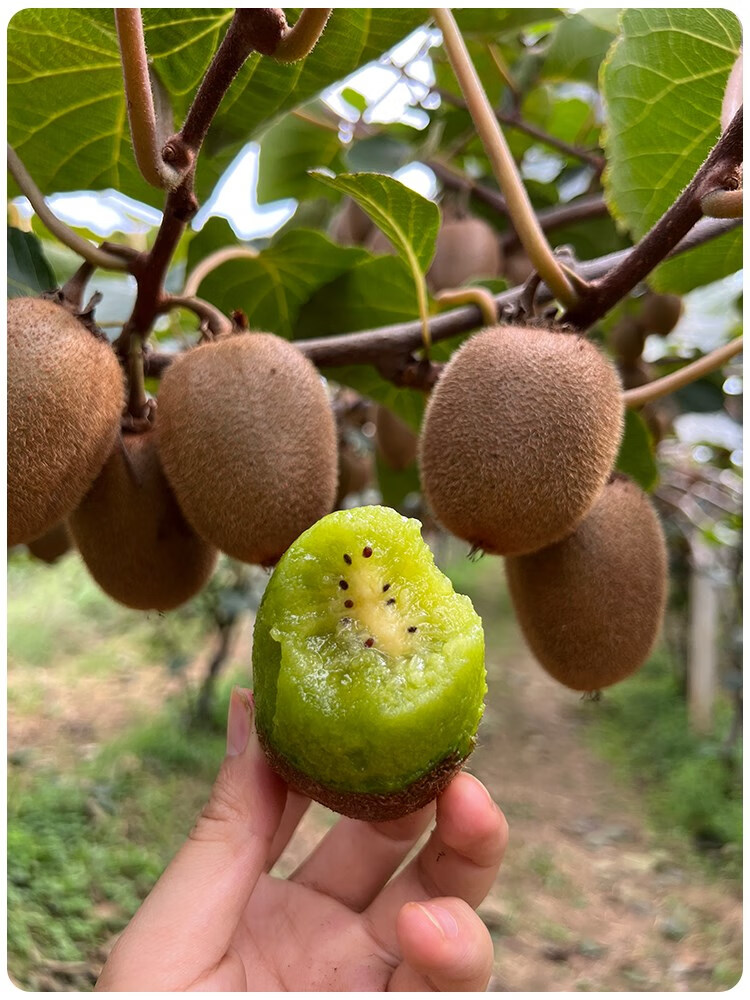 陕西周至翠香猕猴桃 小果新鲜奇异果当季vc水果 后熟型水果,需密封