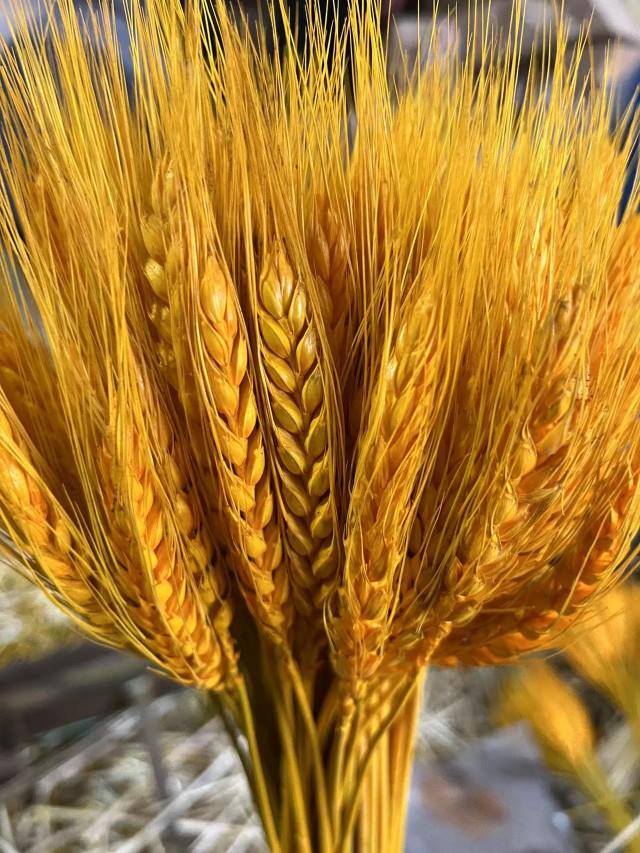 天然麦穗黄金大麦田园装饰客厅摆件拍摄大麦花束金100花瓶