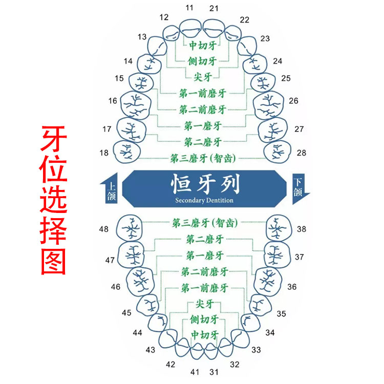 牙齿序号图排号图片