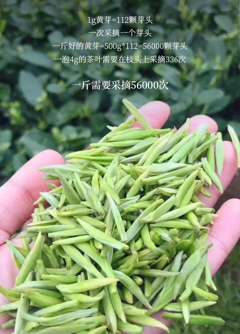 四川蒙顶山茶 黄茶 明前茶蒙顶黄芽128g礼盒 红色【图片 价格 品牌