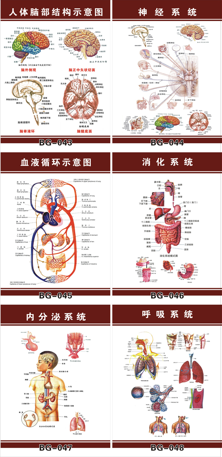 人体肌肉骨骼图高清海报宣传贴墙贴人体肌肉图24寸