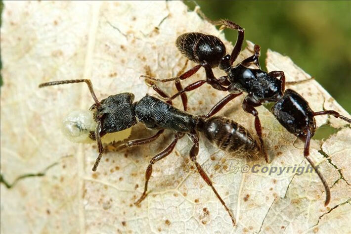 cmcm横纹齿猛蚁odontoponeratransversa宠物蚂蚁活体 1后 20工【图片