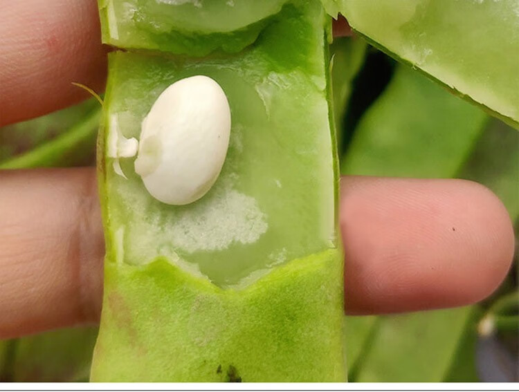 大禹东北油豆角种子四季豆种籽 一点红油豆种子 20g简装【约40粒】