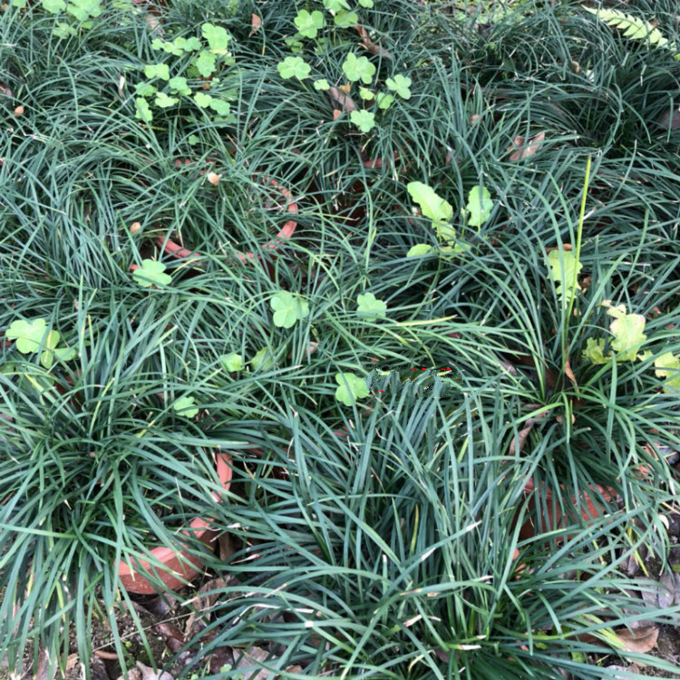 柯必达潮汕红花 石榴花 仙草 抹草 春草阳台盆栽喜庆植物 抹草 仙草