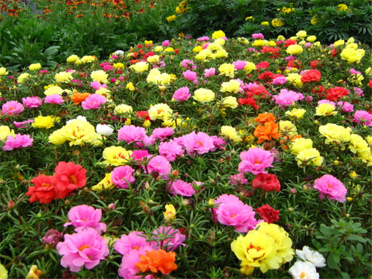 重瓣太阳花种子七彩四季开花易活花卉种子室内外庭院花籽花种籽子