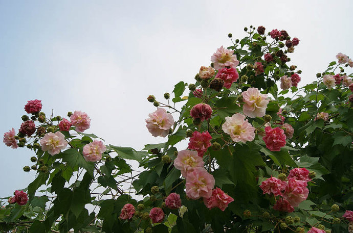 醉芙蓉花期图片