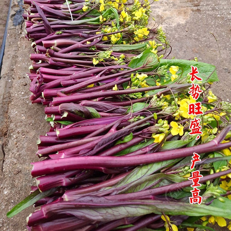 トーホク 紅菜苔 コウサイタイ 人気の中国野菜 種 たね 種子 こうさいたい メール便対応 【現品限り一斉値下げ！】