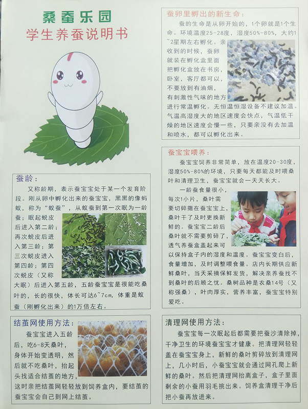 蚕宝宝金丝蚕活体1龄2龄幼蚕3龄小蚕活物学生养蚕套装新鲜嫩桑叶金丝