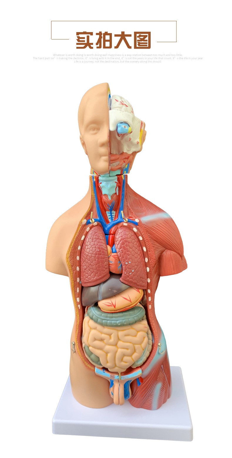 45cm两性躯干模型可拆23件人体解剖模型器官可拆卸医学教学心脏内脏