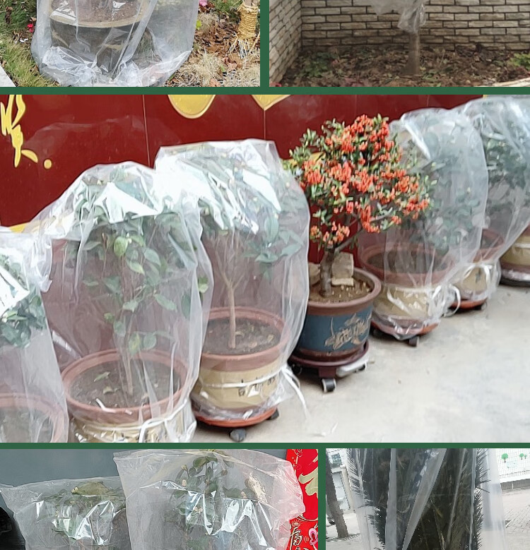 花卉果树防冻袋防寒罩冬季植物保温袋子盆栽多肉防雪套膜塑料袋 250*
