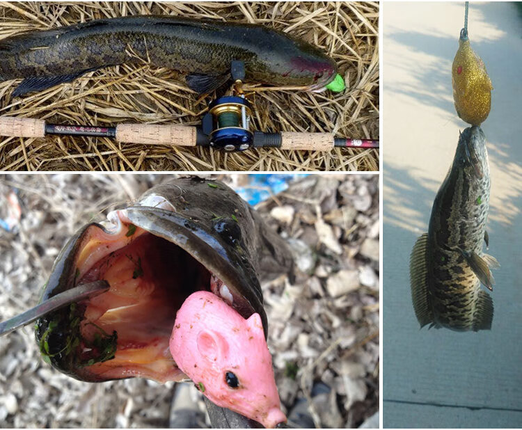 渔猎客栈雷蛙巡捕暴雪鸣叫单钩倒刺雷蛙滑口鱼专攻黑鱼饵亮水专用打黑