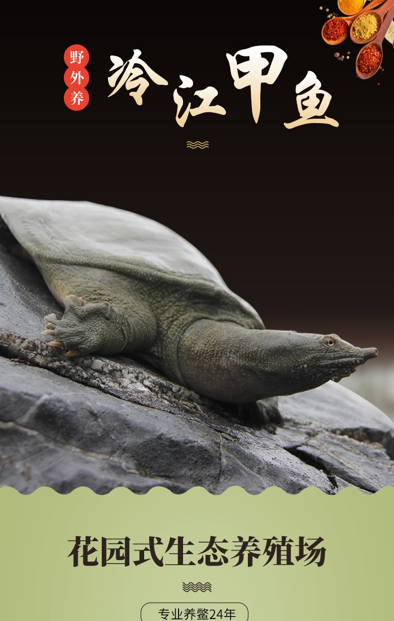 冷江生态甲鱼余姚甲鱼1.2~2斤海鲜水产团鱼鳖水鱼 五年1.5斤甲鱼