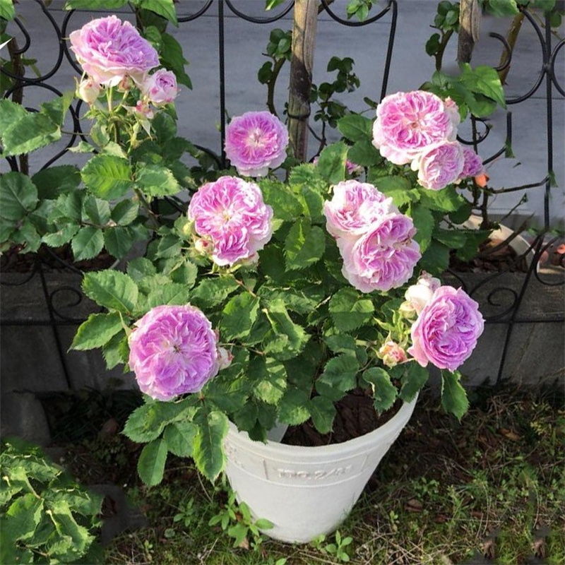 加百列大天使海葵家书月季曼塔大花浓香多头抗病紫色月季庭院阳台白