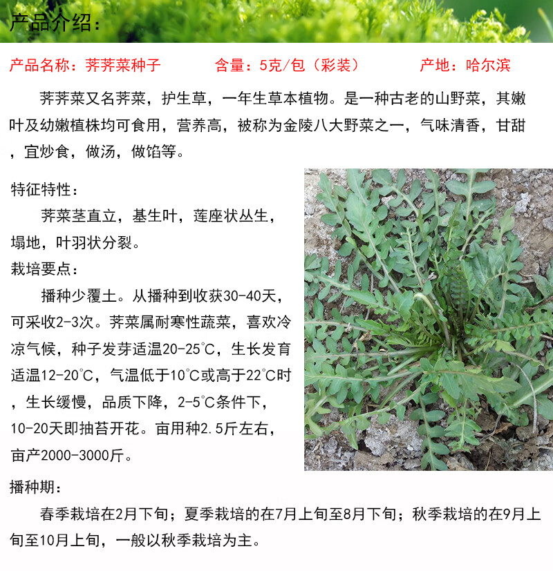 野生蔬菜籽荠荠菜种子野生荠菜种子地菜山野菜种子蔬菜种子可盆栽绿色蔬菜种子耐寒野菜籽5克 包 图片价格品牌报价 京东