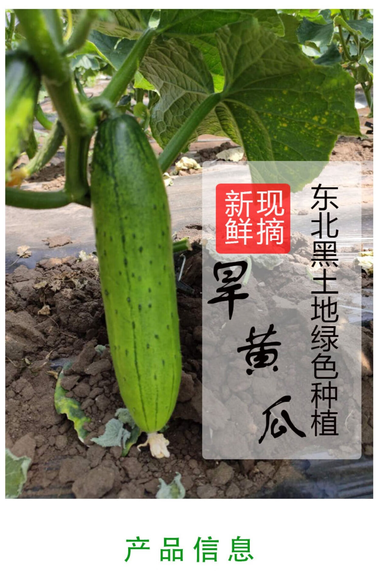 春光岛 东北旱黄瓜生吃小黄瓜正宗旱黄瓜新鲜蔬菜小青瓜黑龙江黄瓜5斤