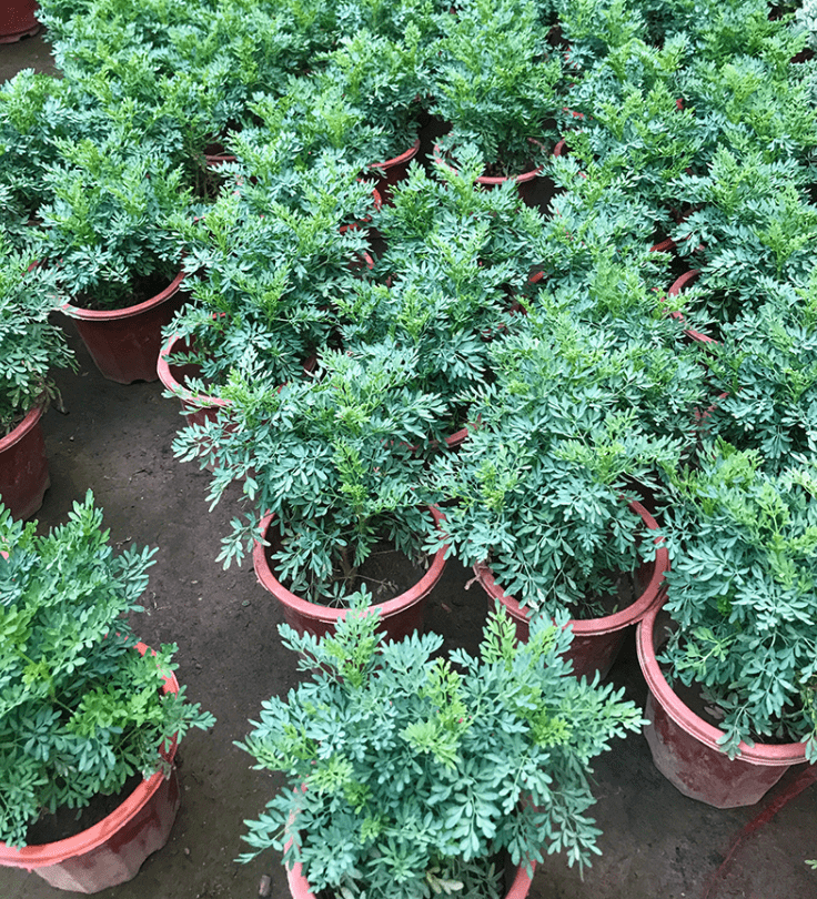 芸香草芸香草臭草植物盆栽室外阳台菜园四季花苗臭艾草定制 芸香(1.