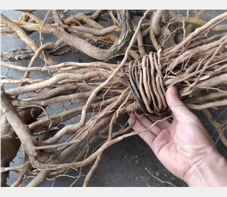 观音串 倒吊黄根 纯根 黄花倒水莲倒吊王根农村采挖500克无硫干品