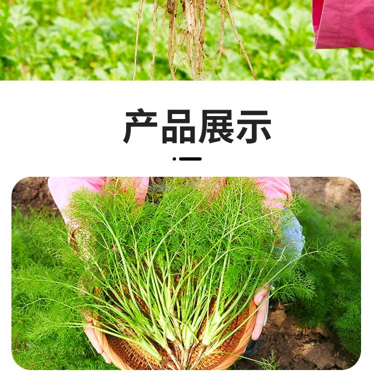 大禹小茴香菜種子球莖蔬菜種籽球莖茴香種子1g約200粒