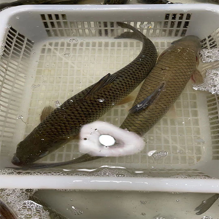 千島湖竹魚新鮮活體生物花骨季花魚淡水魚黃顙魚青魚小河魚乾 千島湖