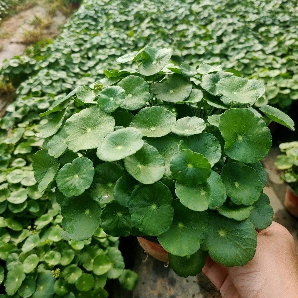 帶葉銅錢草水培植物盆栽室內桌面綠植花卉防輻射吸甲醛金錢草精品大葉