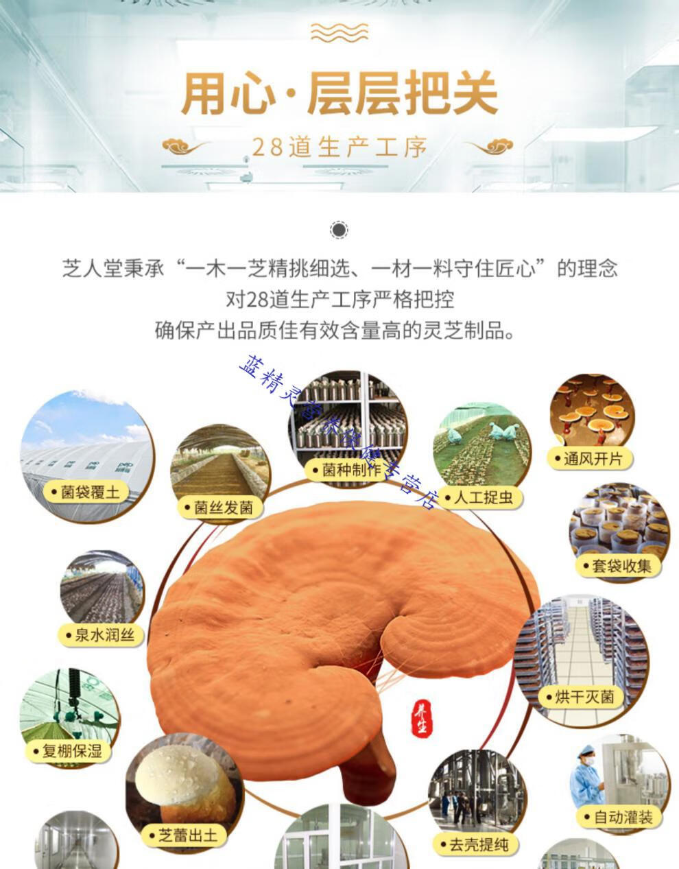 现货直邮芝人堂牌泰山破壁灵芝孢子粉胶囊03g粒100粒瓶成人