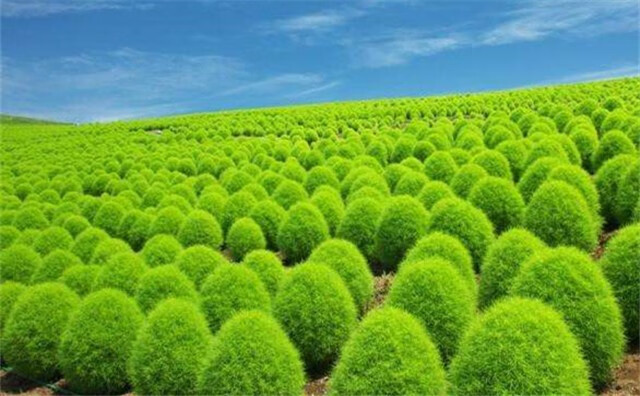 绿地肤种子种籽红地肤扫帚草花籽花卉种子地肤子花海庭院植物盆栽观叶