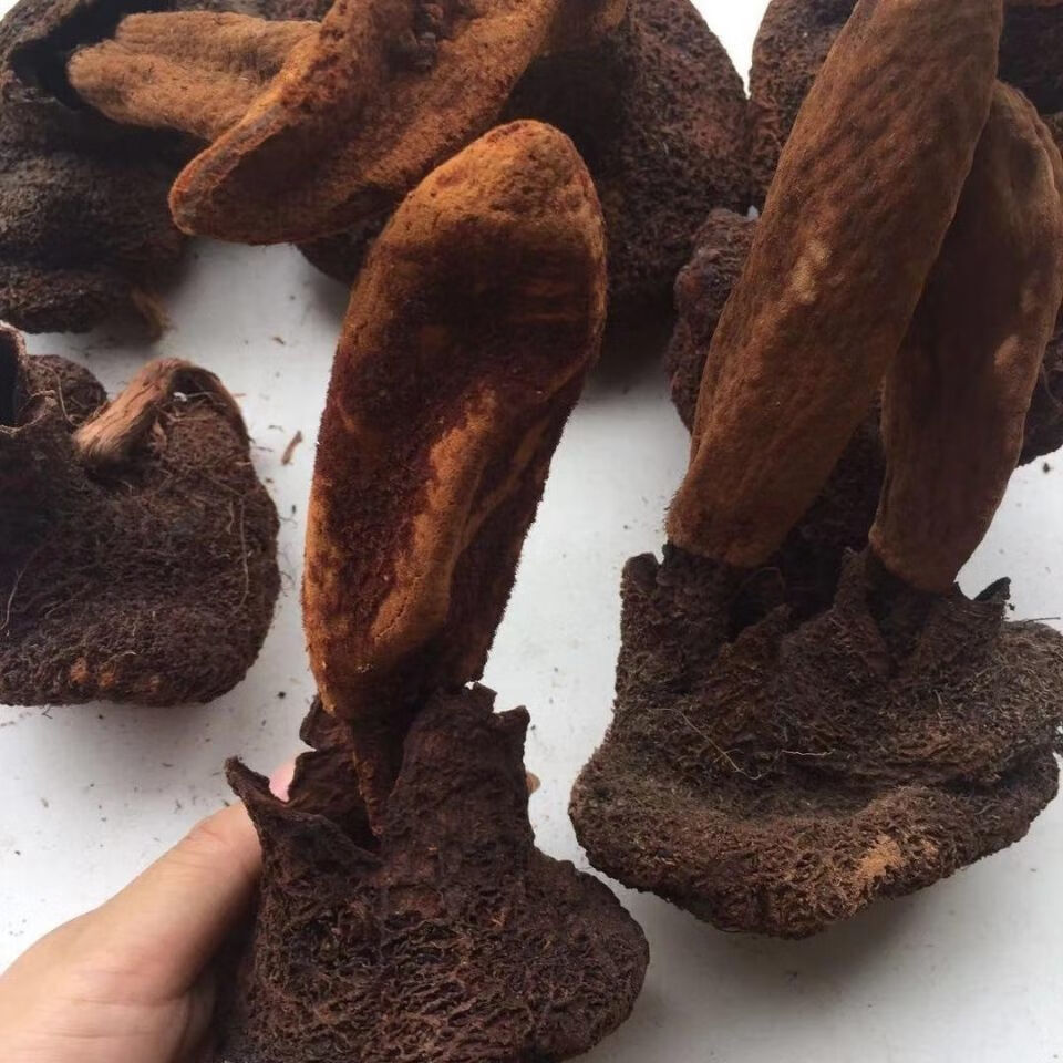 北·京同仁·堂【西藏顶天柱】续阳草 野生续阳草