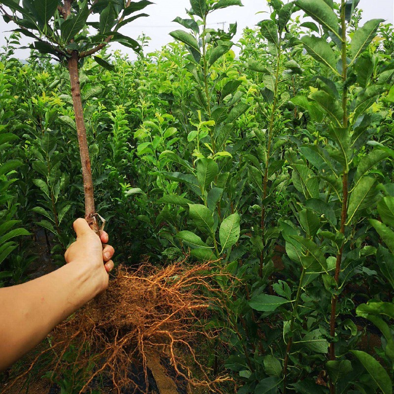 李子樹苗蜂糖李三華李黑布林樹苗南北方種植嫁接苗當年結果李子苗 紅