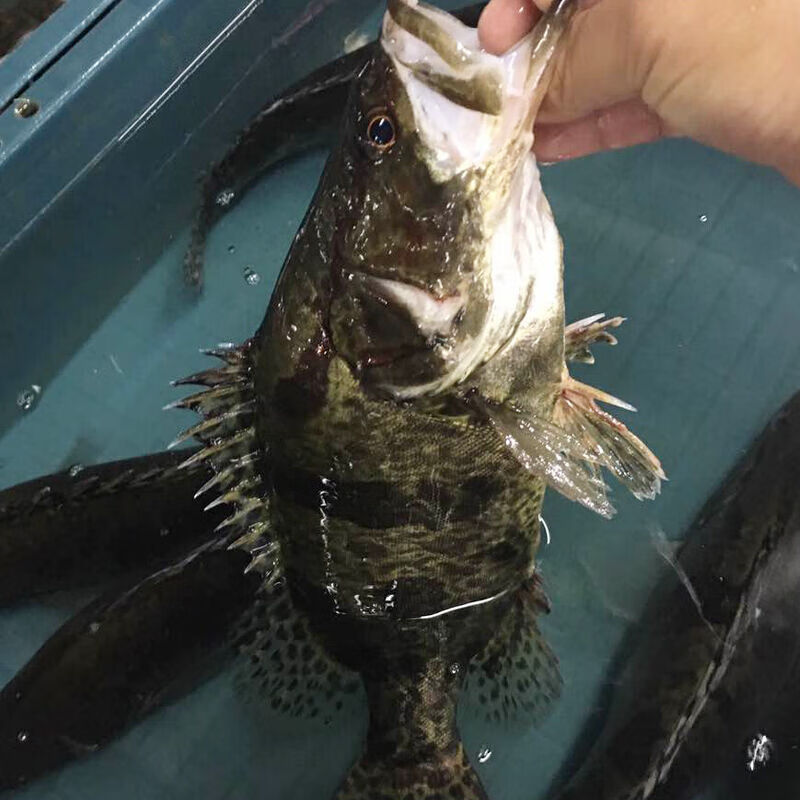 原桂魚正宗鱖魚鰲花魚桂花魚淡水魚新鮮活魚騰旺納躍2斤左右條三條裝