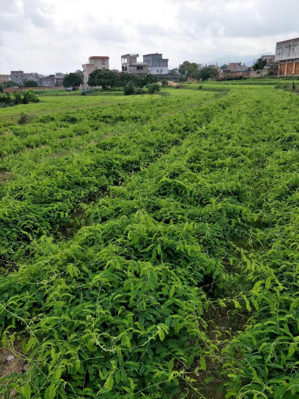 2022春茶 灵山相思茶 灵山相思茶鲜叶 相思藤茶 500克【图片 价格