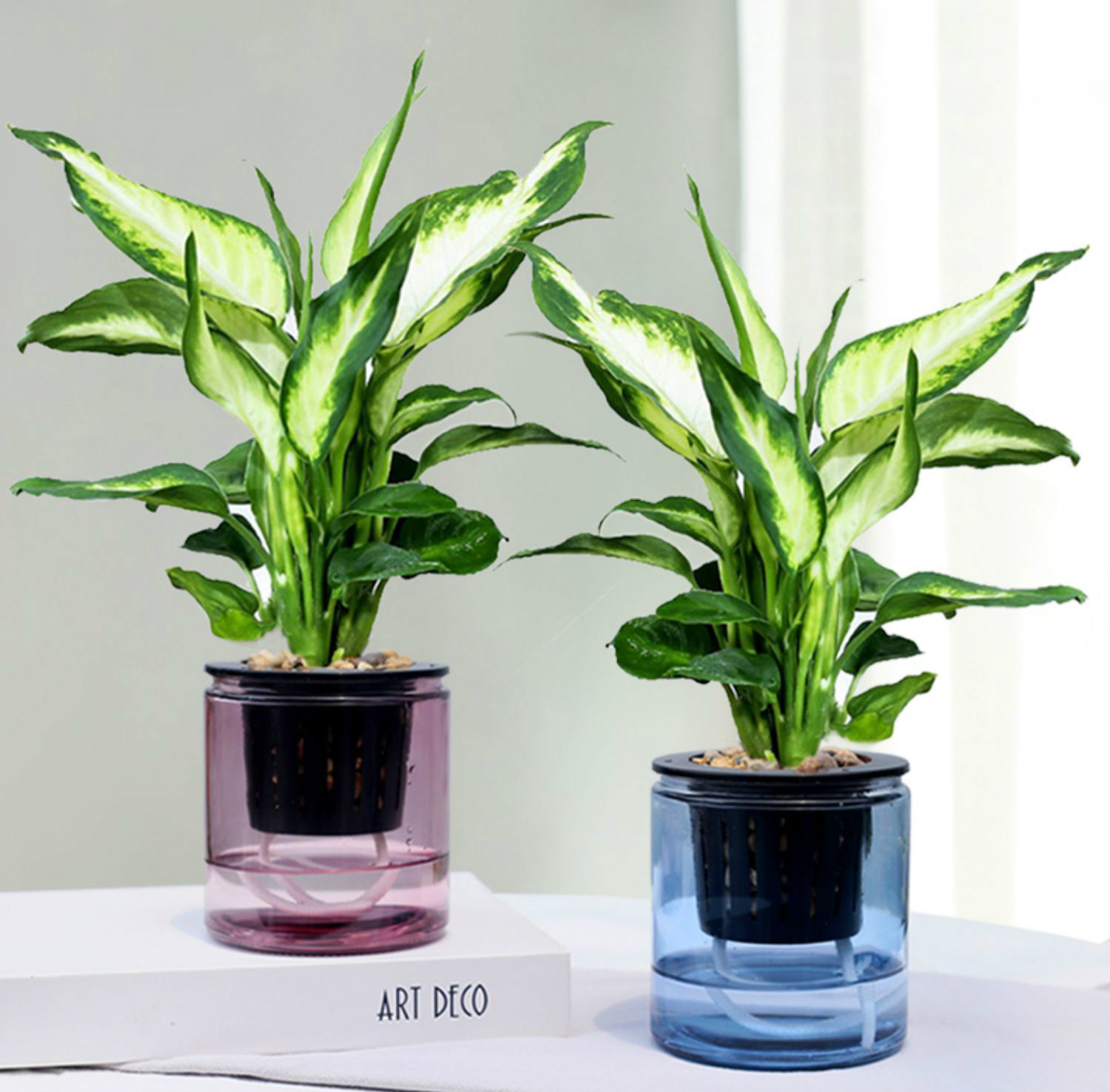 万年青盆栽植物玻璃水培银皇后室内绿植四季常青好养植物透明南瓜玻璃