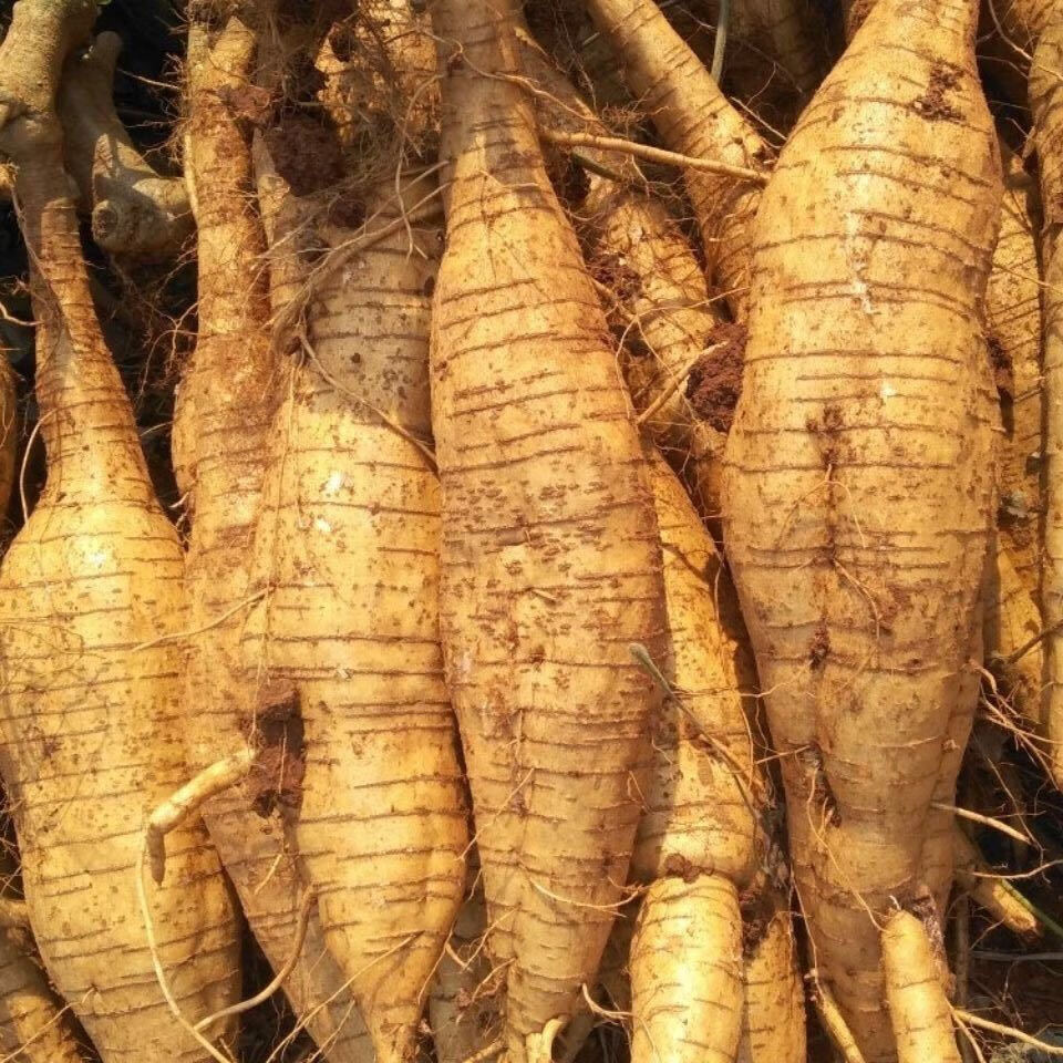 广西正宗粉葛新鲜葛根现挖现发1/3/5斤粉嫩无渣葛根粉片煲汤.