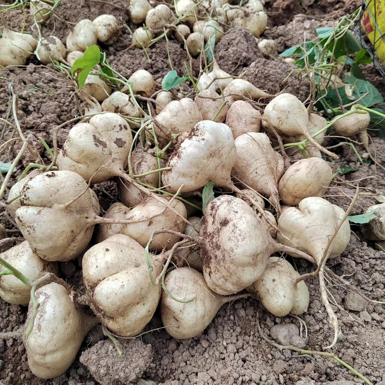 贵州农家现挖凉薯新鲜白地瓜脆甜番薯白心薯地萝卜大果蔬菜 5斤 大果