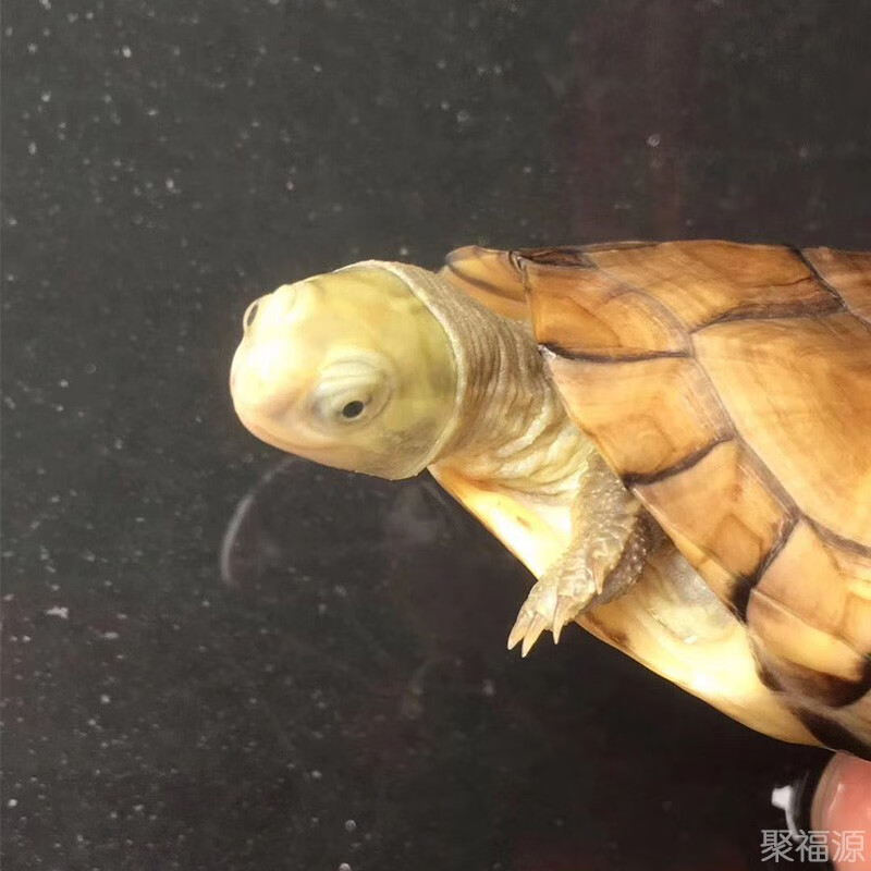 皖南小青苗 招财镇宅 风水长寿龟小青活体 乌龟长寿龟金头水龟宠物