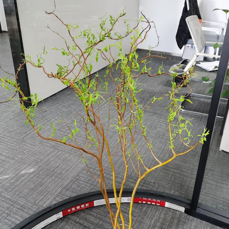 麦桑荷金龙柳德国进口鲜切枝条水培植物上海鲜花速递同城七夕顺丰进口