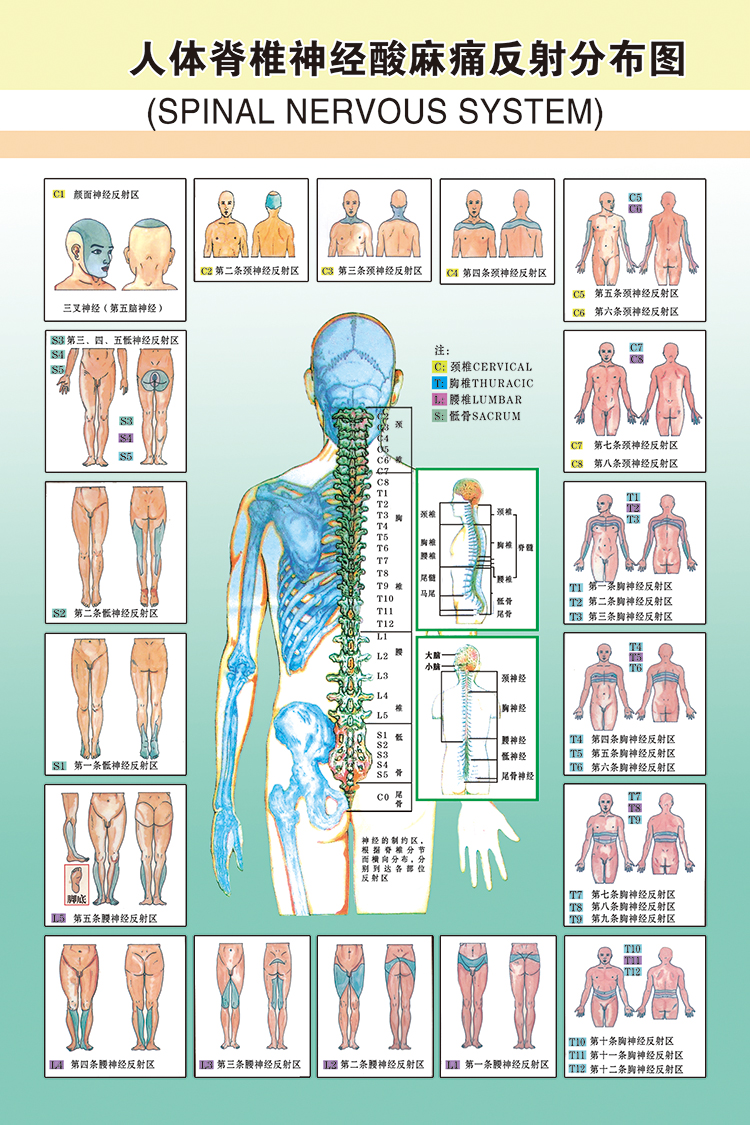 人体脊椎神经酸麻痛反射分布图中医养生馆推拿脊柱全息图保养挂图 jz