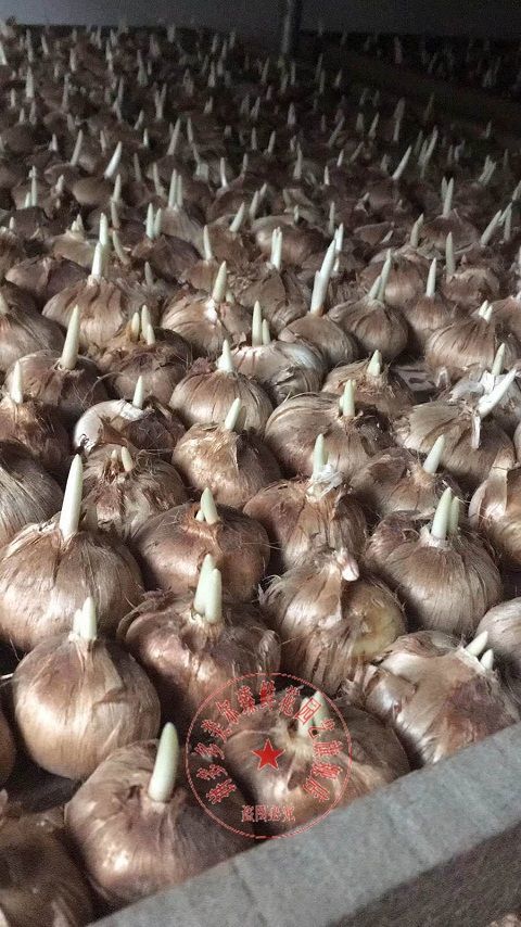 不用土不用水易种室内阳台观花植物盆栽鸢尾球根简单种球花卉种子 一